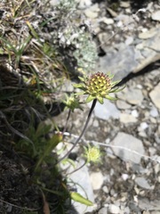 Scabiosa lacerifolia