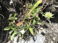 Scabiosa lacerifolia