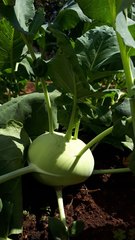 Brassica oleracea gongylodes