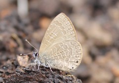 Petrelaea dana