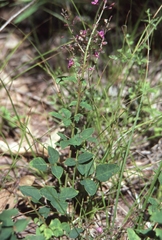 Desmodium marilandicum