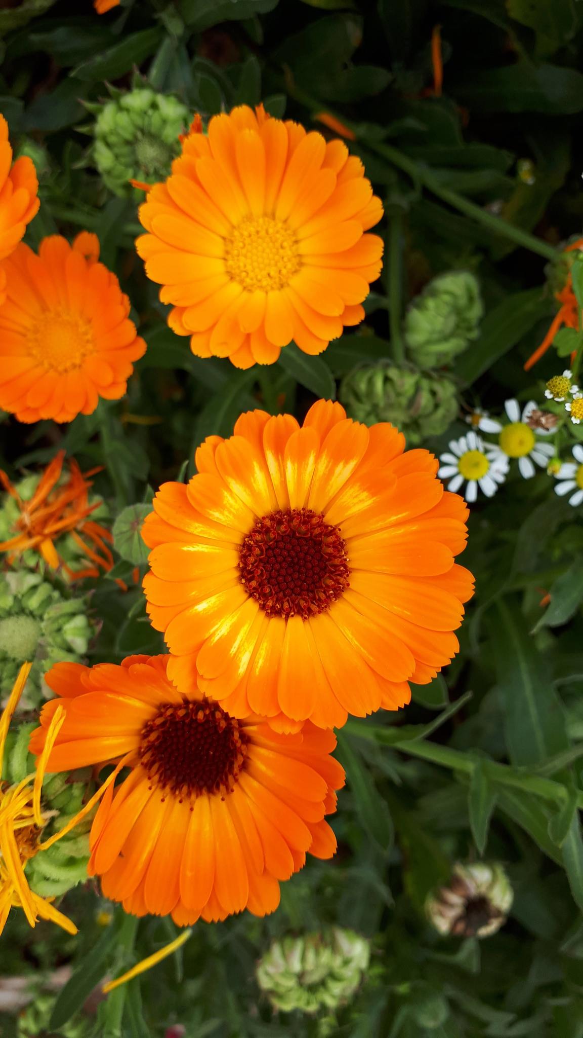Calendula officinalis