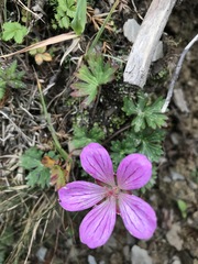 Geranium hayatanum