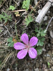 Geranium hayatanum