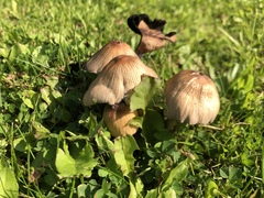 Coprinellus micaceus