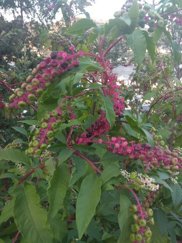 Vinobojka (Phytolacca americana)