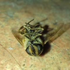 Eristalis tenax