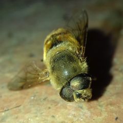 Eristalis tenax