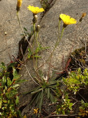 Tolpis staticifolia