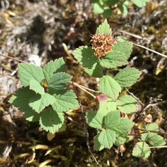 Spiraea morrisonicola