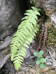 Polystichum sinense