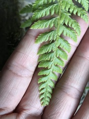Polystichum sinense