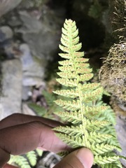Polystichum sinense