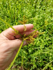 Cyperus iria