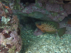 Heteropriacanthus carolinus