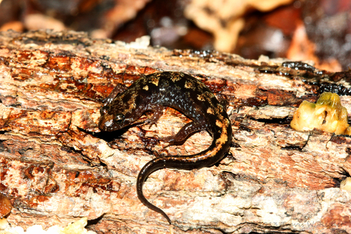 Cherokee Mountain Dusky Salamander