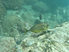 Caranx caninus