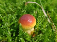 Fungi