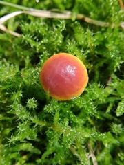 Fungi