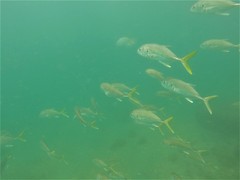Caranx caninus