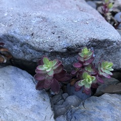 Epilobium nankotaizanense
