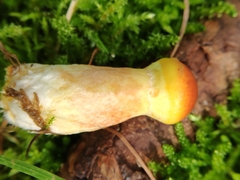Fungi