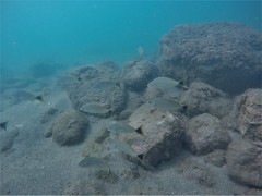 Haemulon maculicauda