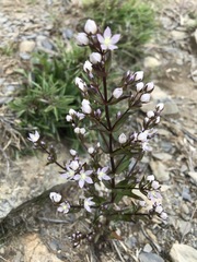 Swertia macrosperma
