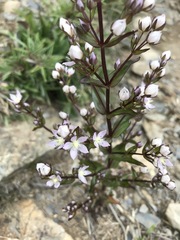 Swertia macrosperma
