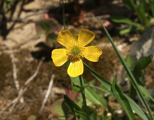 threelobe buttercup (Ranunculus gelidus)