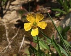 Ranunculus gelidus