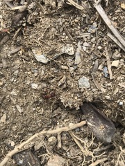 Formica truncorum