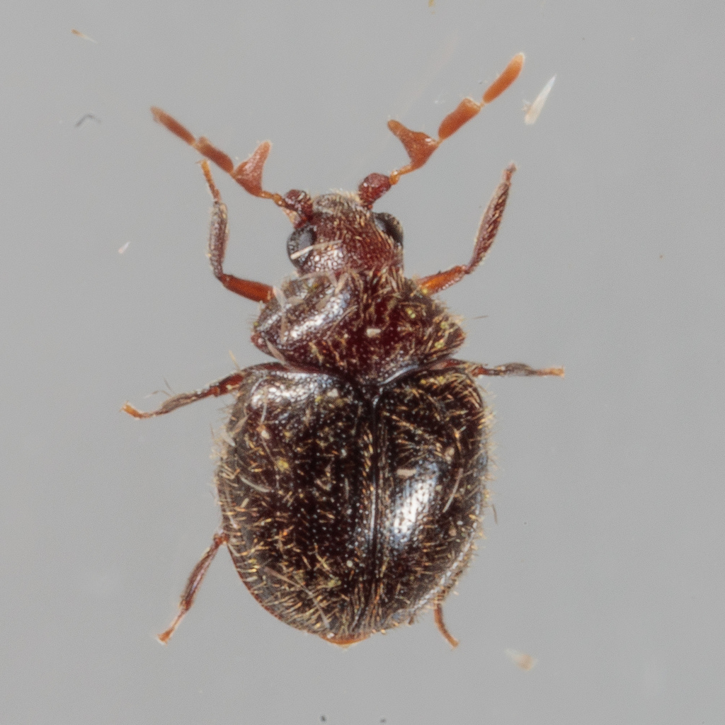 Caenocara bicolor