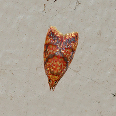 Lophopepla igniferella