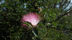 Calliandra selloi
