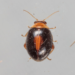Scirtes orbiculatus