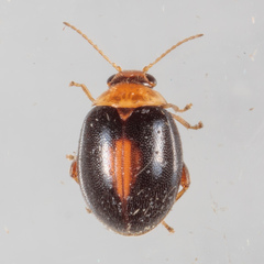 Scirtes orbiculatus