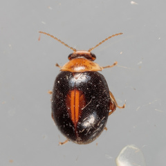 Scirtes orbiculatus