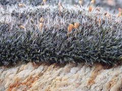 Grimmia caespiticia