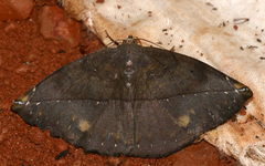 Oxydia apidania