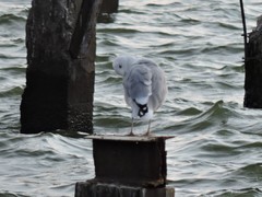 Larus