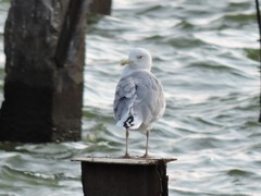 Larus