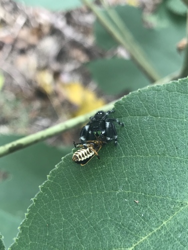 Bold Jumping Spider photographed in Louisiana