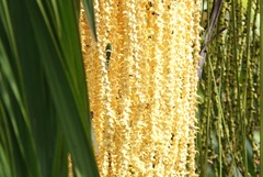 Theopropus rubrobrunneus