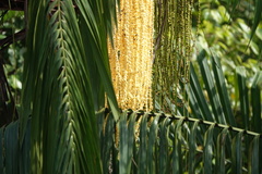 Theopropus rubrobrunneus