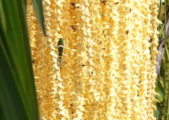 Theopropus rubrobrunneus