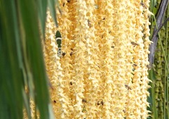 Theopropus rubrobrunneus