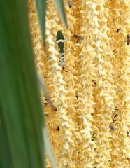 Theopropus rubrobrunneus