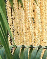 Theopropus rubrobrunneus