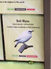 Leucopsar rothschildi